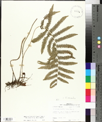 Thelypteris kunthii image