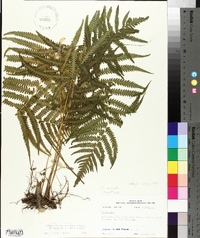 Thelypteris kunthii image