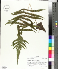 Thelypteris kunthii image