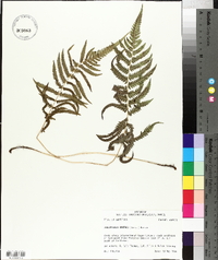 Thelypteris kunthii image