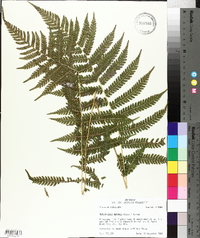 Thelypteris kunthii image