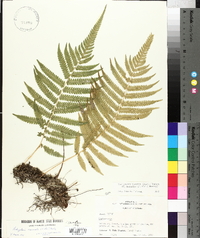 Thelypteris kunthii image