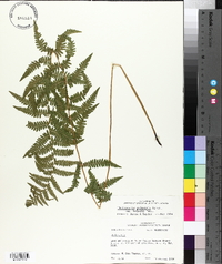 Thelypteris palustris var. pubescens image