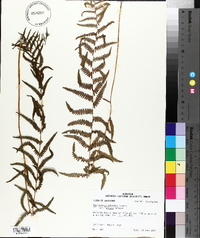 Thelypteris palustris var. pubescens image