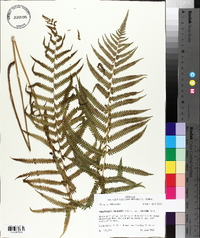 Thelypteris palustris var. pubescens image