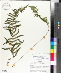 Thelypteris palustris var. pubescens image