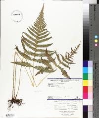 Dryopteris phegopteris image