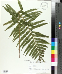 Thelypteris kunthii image