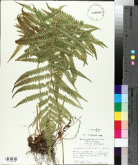 Thelypteris kunthii image