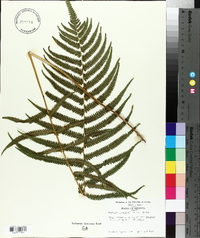 Thelypteris kunthii image