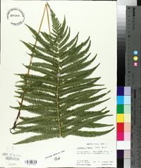 Thelypteris kunthii image