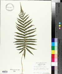 Thelypteris kunthii image