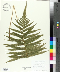 Thelypteris kunthii image