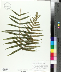 Thelypteris kunthii image