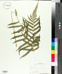 Thelypteris kunthii image