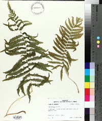 Thelypteris kunthii image