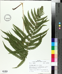 Thelypteris kunthii image