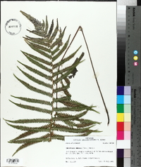 Thelypteris kunthii image