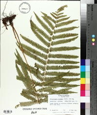 Thelypteris kunthii image