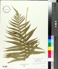 Thelypteris thelypterioides image