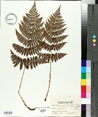 Thelypteris spinulosa var. intermedia image