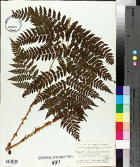 Thelypteris spinulosa var. americana image