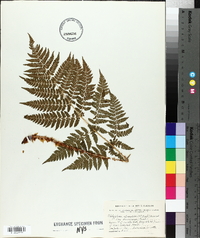 Thelypteris spinulosa var. americana image