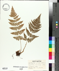Thelypteris spinulosa image