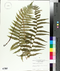 Dryopteris simulata image