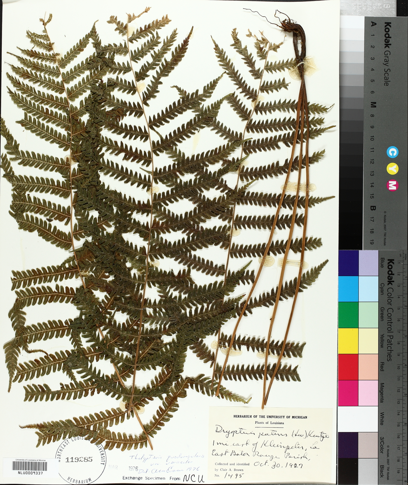 Thelypteris quadrangularis var. versicolor image