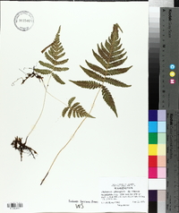 Thelypteris phegopteris image