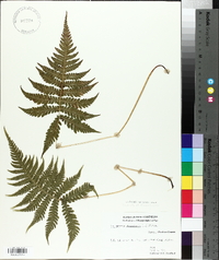 Thelypteris phegopteris image