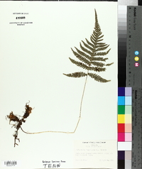 Thelypteris phegopteris image