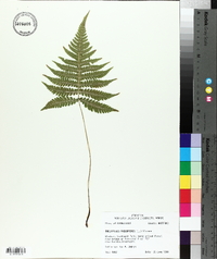 Thelypteris phegopteris image