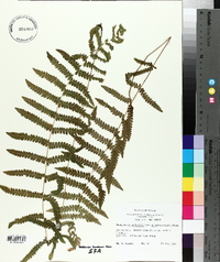 Thelypteris palustris var. pubescens image