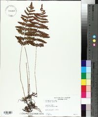 Thelypteris palustris var. pubescens image