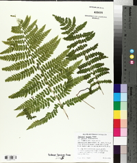 Thelypteris palustris var. pubescens image