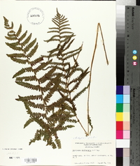 Dryopteris thelypteris image