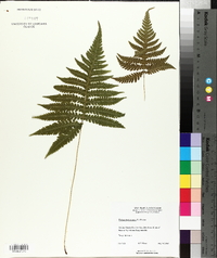 Thelypteris phegopteris image