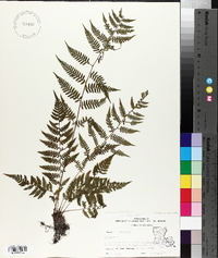 Athyrium filix-femina var. asplenioides image