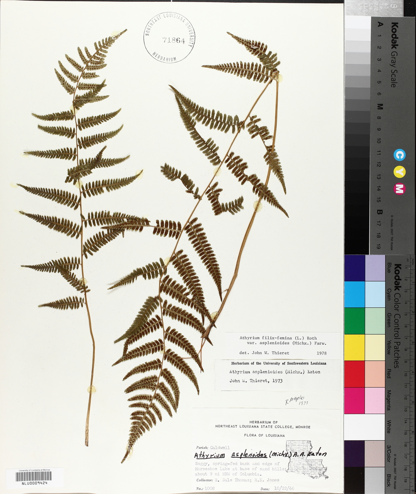 Athyrium filix-femina var. asplenioides image