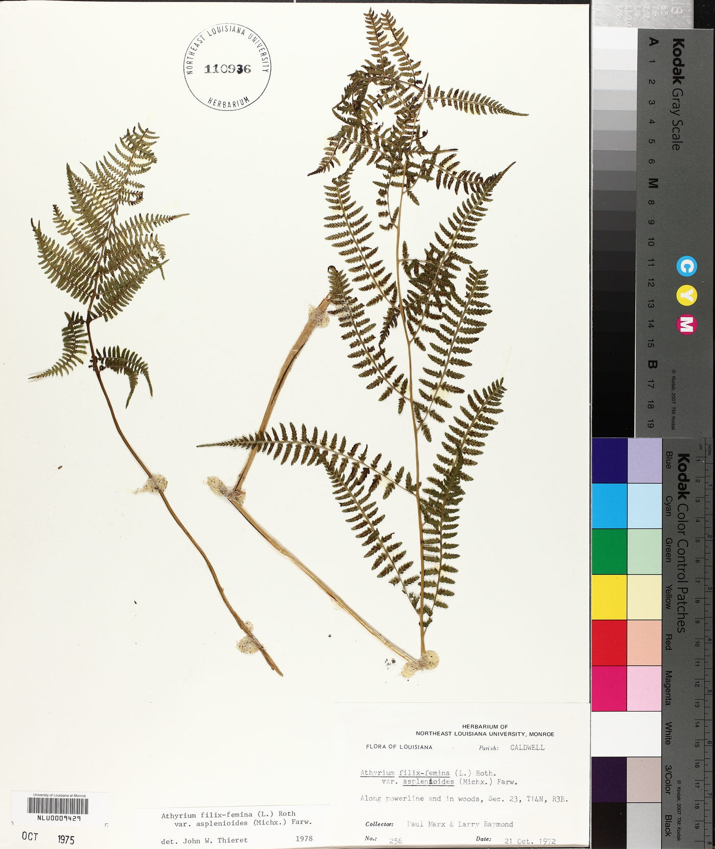 Athyrium filix-femina var. asplenioides image
