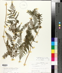 Athyrium filix-femina var. asplenioides image