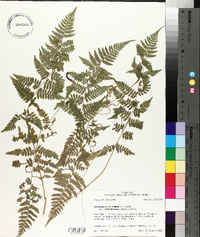 Athyrium filix-femina var. asplenioides image