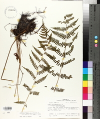 Athyrium filix-femina var. asplenioides image