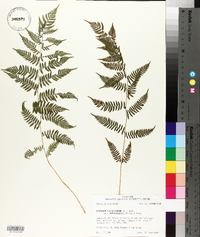 Athyrium filix-femina subsp. asplenioides image