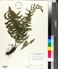 Athyrium filix-femina var. asplenioides image