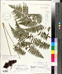 Athyrium filix-femina var. asplenioides image