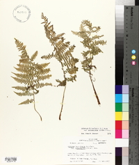 Athyrium filix-femina var. asplenioides image