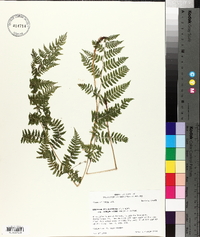 Athyrium filix-femina subsp. asplenioides image